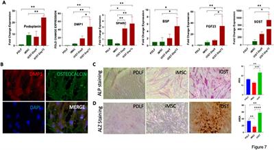 Induced mesenchymal stem cells generated from periodontal ligament fibroblast for regenerative therapy